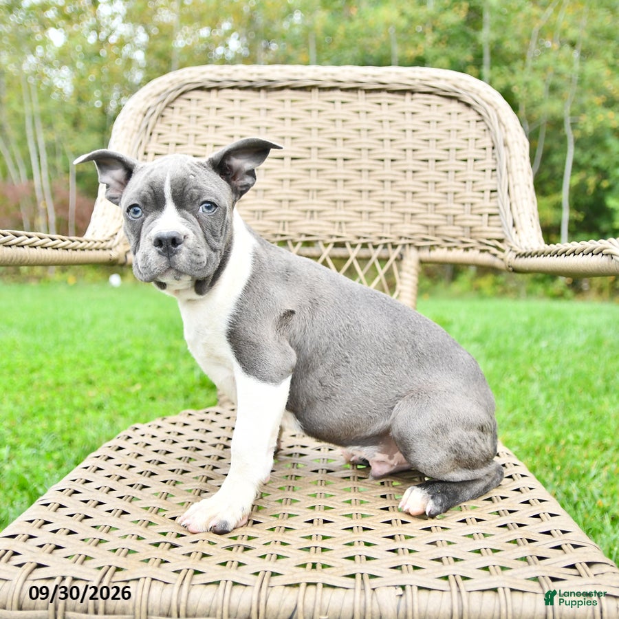 Boston Terrier dogs Buster - Ad 2