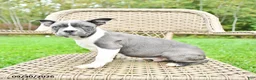 Boston Terrier dogs for sale: Buster - Ad 2