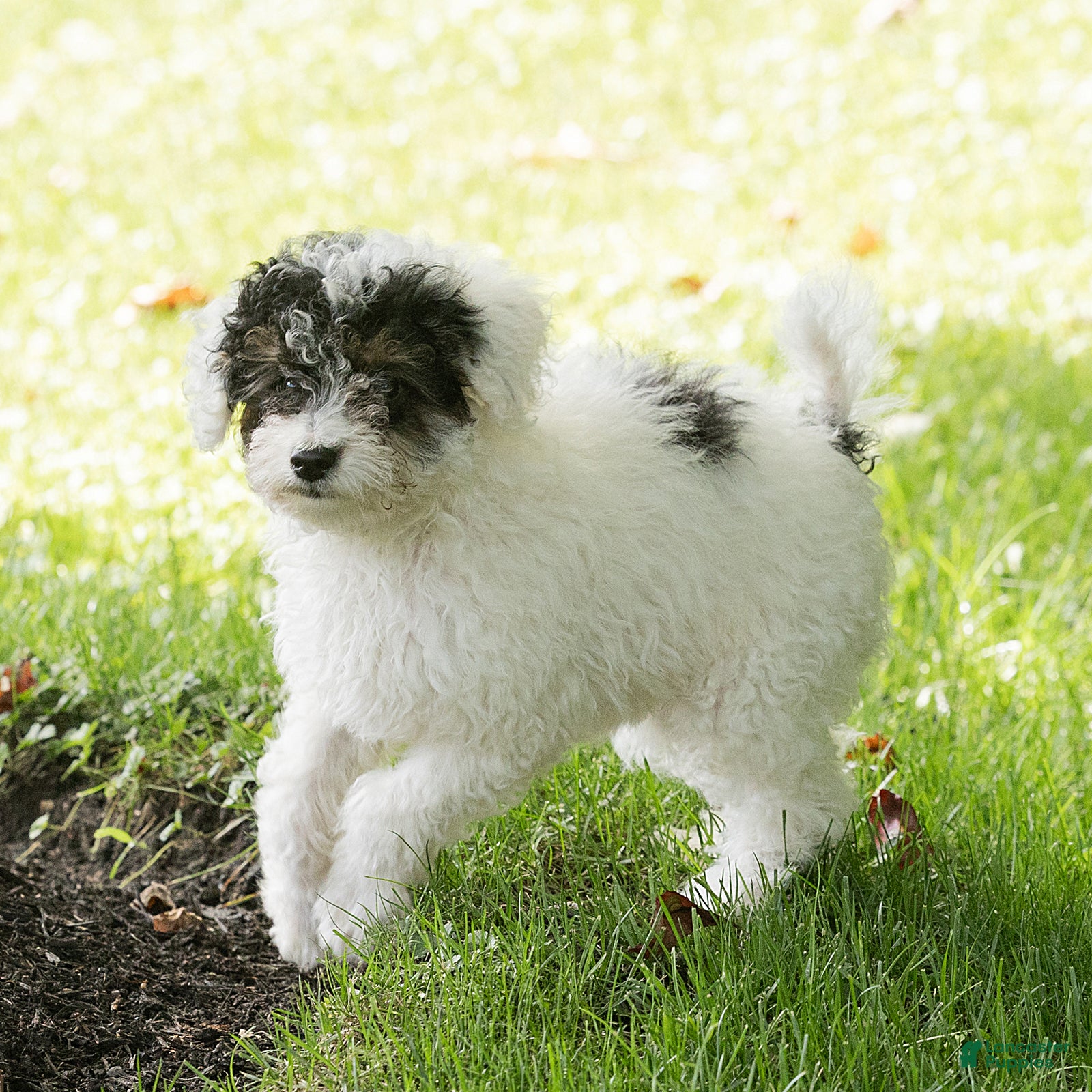 Miniature Poodle dogs Sparky Miniature Poodle  - Ad 2