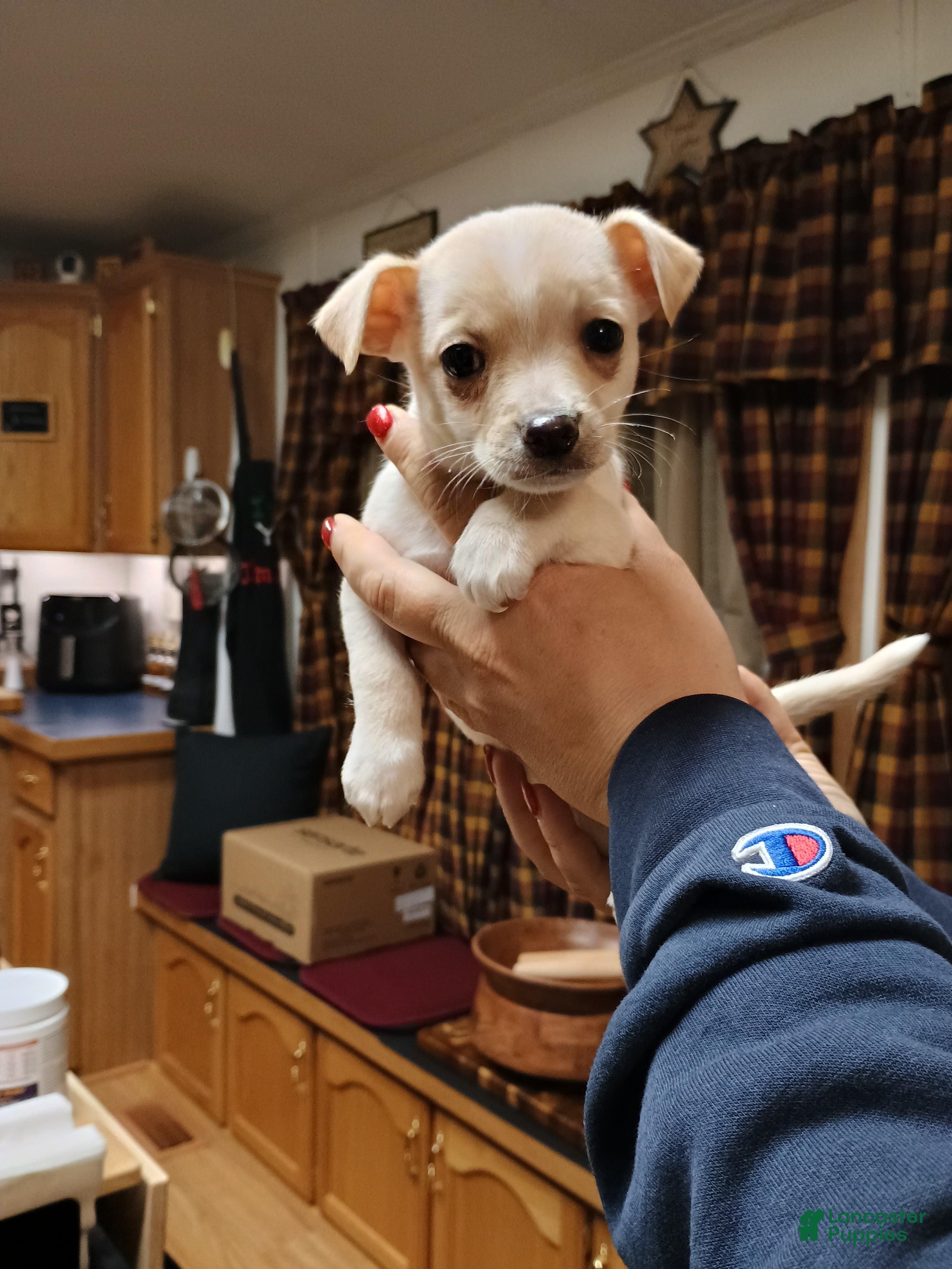 Chihuahua dogs Ziggy toy - Ad 13