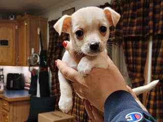 Chihuahua dogs Ziggy toy - Ad 3