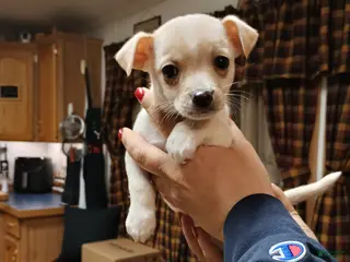 Chihuahua dogs Ziggy toy - Ad 40