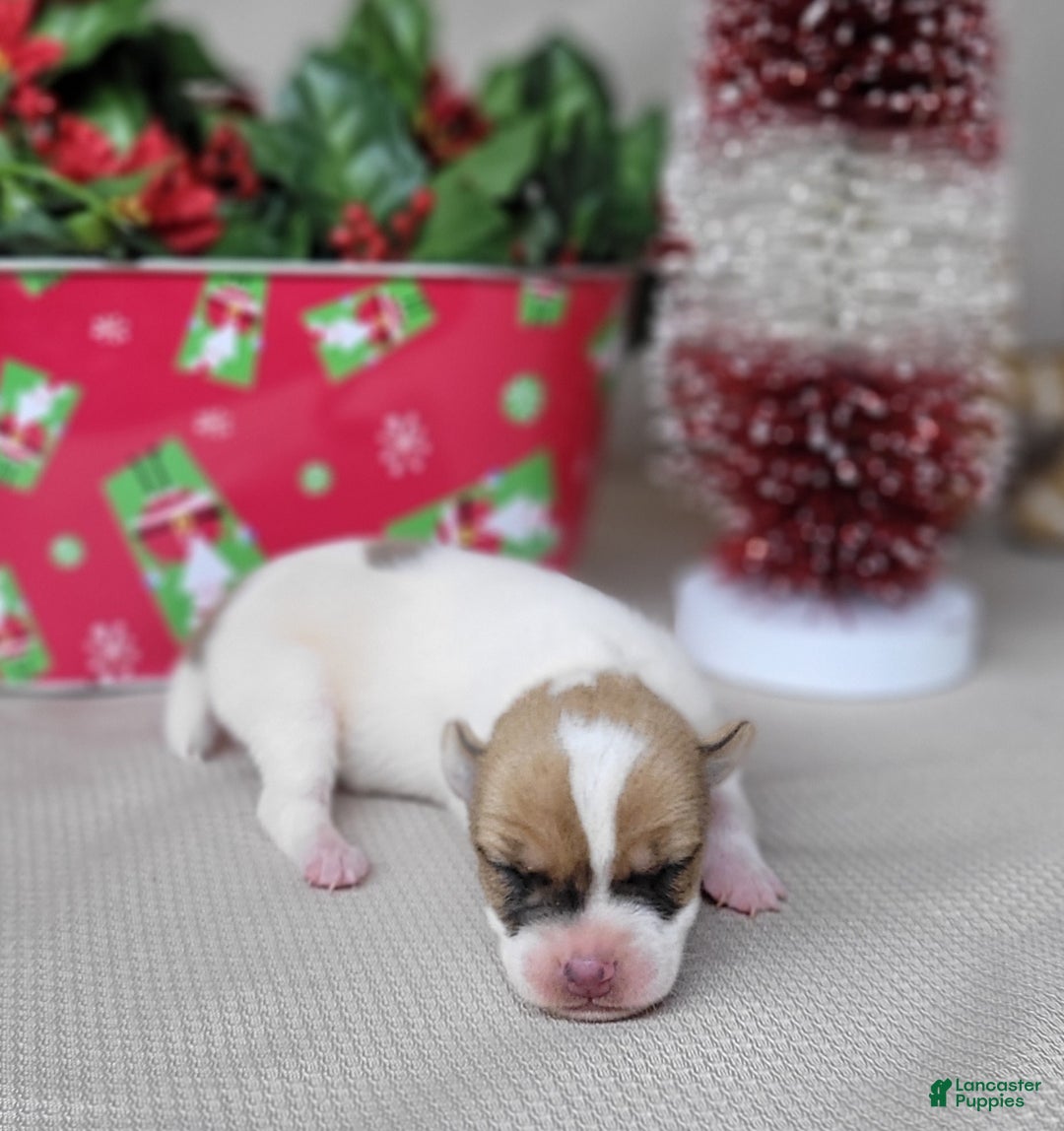 Jack Russell Terrier dogs for sale: Westfork's TESSA - Ad 3