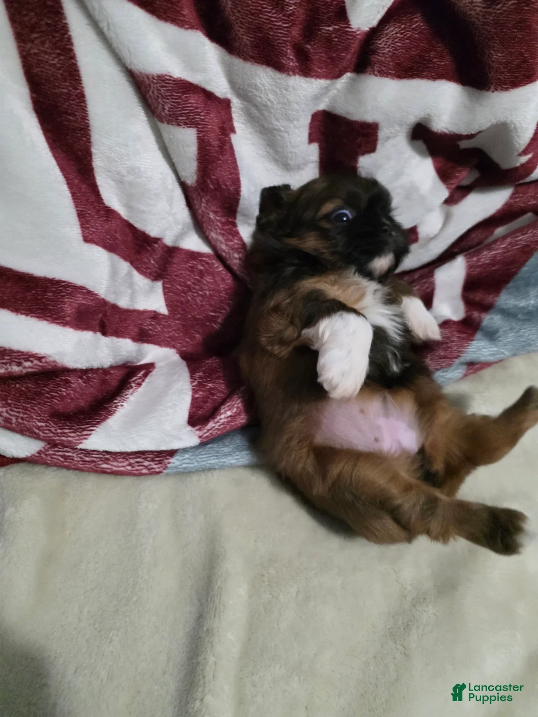 Shih Tzu dogs for sale: Girl  - Ad 4