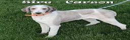 Saint Berdoodles dogs for sale: Alice - Ad 7