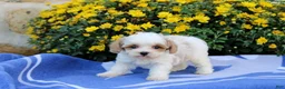 Pomeranian dogs for sale: Kevin - Ad 3