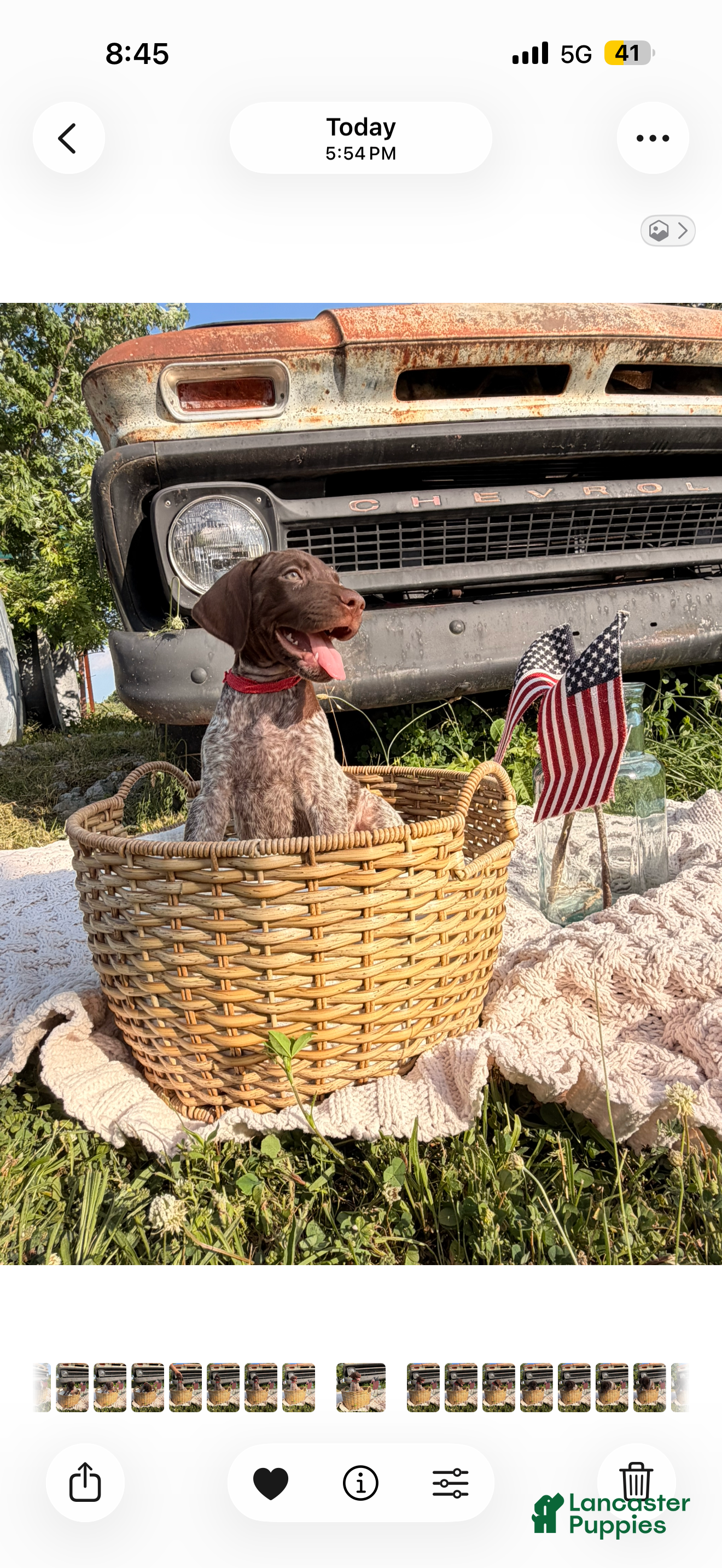 German Shorthaired Pointer dogs Brinley - Ad 2