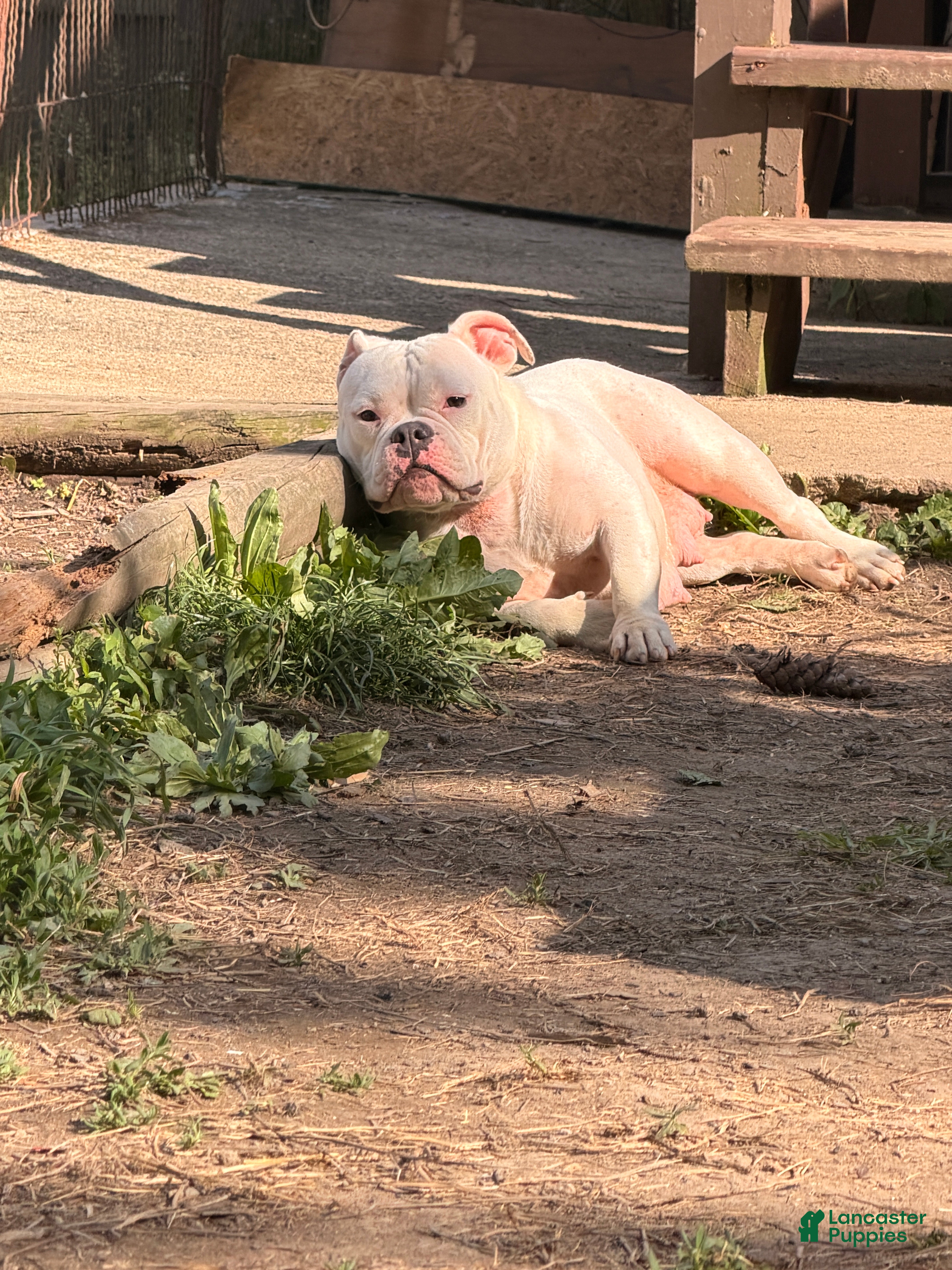 American Bully dogs for sale: American Bully Puppy 1 - Ad 2