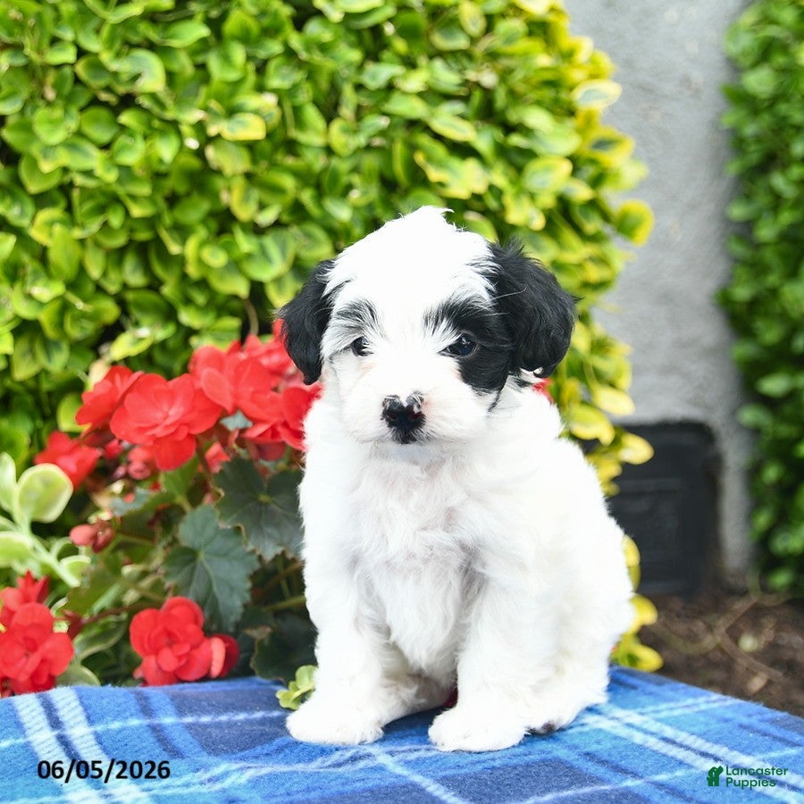 Yorkiepoo dogs Lilac  - Ad 2