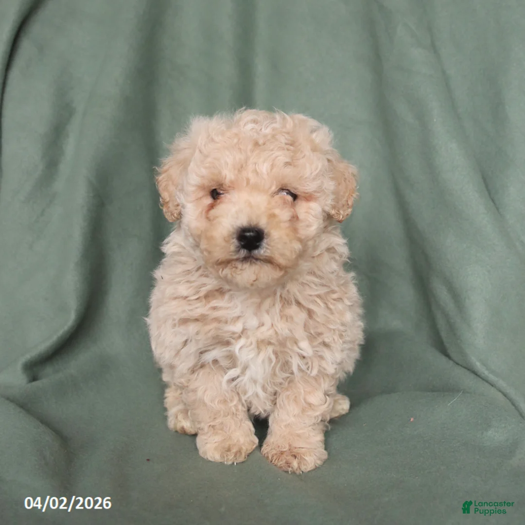 Maltipoo dogs for sale: Honey - Ad 5