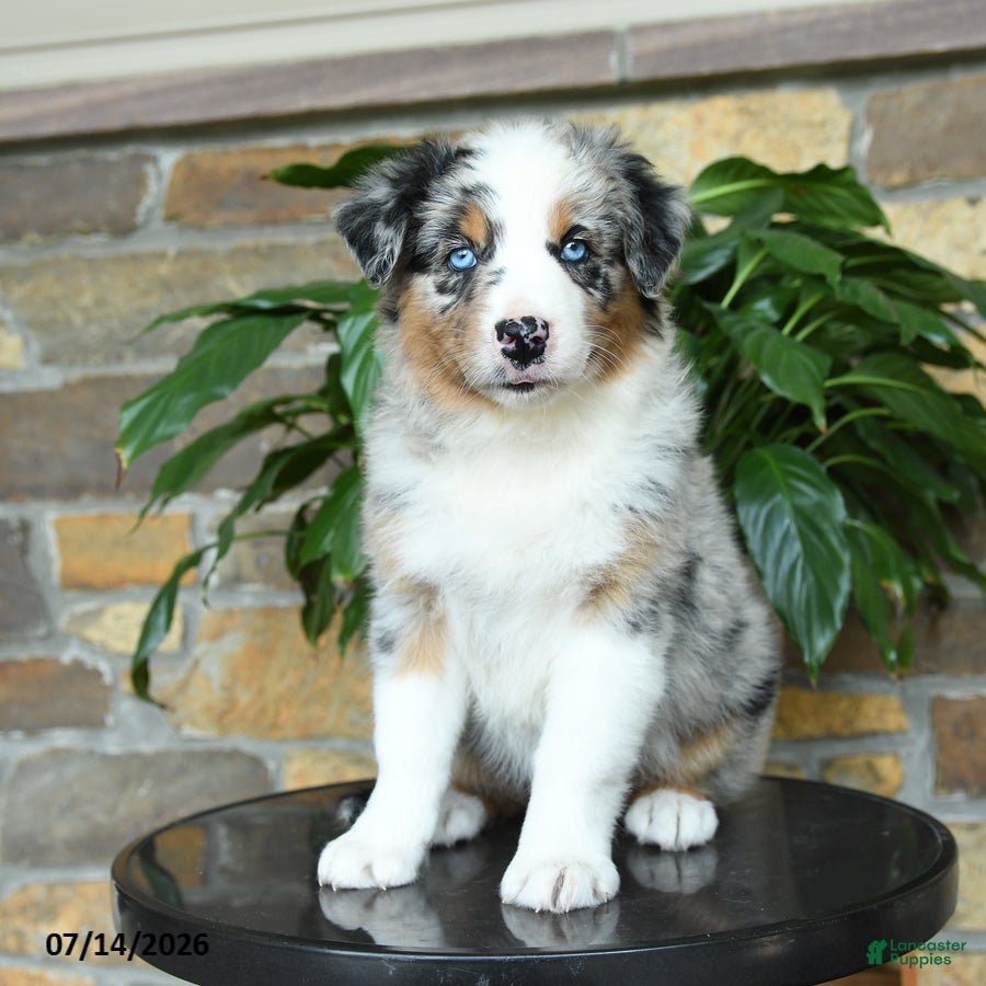 Australian Shepherd dogs Misty - Ad 1
