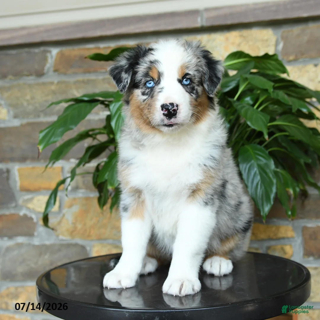 Australian Shepherd dogs for sale: Misty - Ad 1