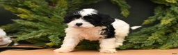 Cavapoo dogs for sale: Dillon - Ad 2