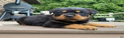 Rottweiler dogs for sale: Atlas - Ad 3