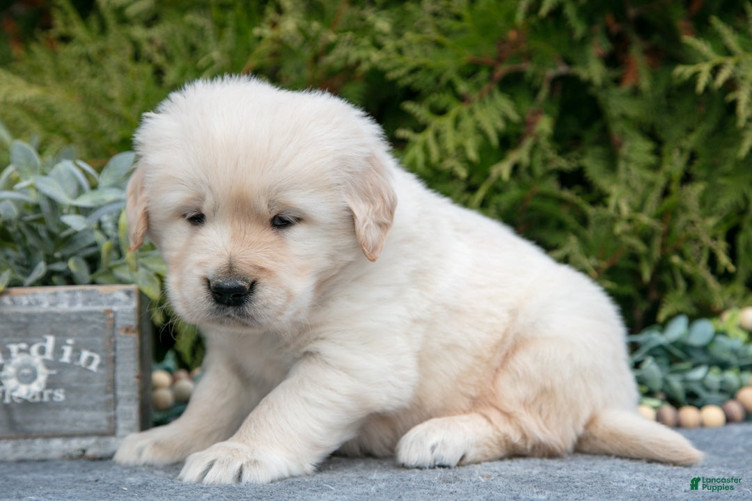 Golden Retriever dogs for sale: Max - Ad 3