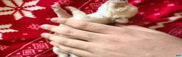 Chihuahua dogs for sale: Chihuahua Puppy 1 - Ad 2