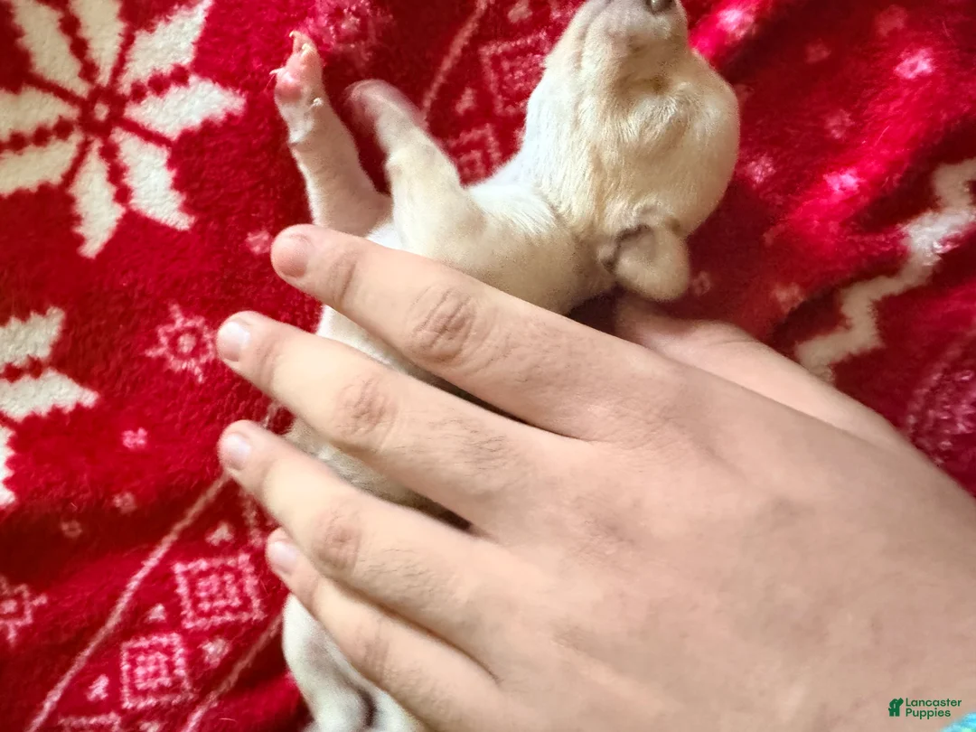 Chihuahua dogs for sale: Chihuahua Puppy 1 - Ad 2