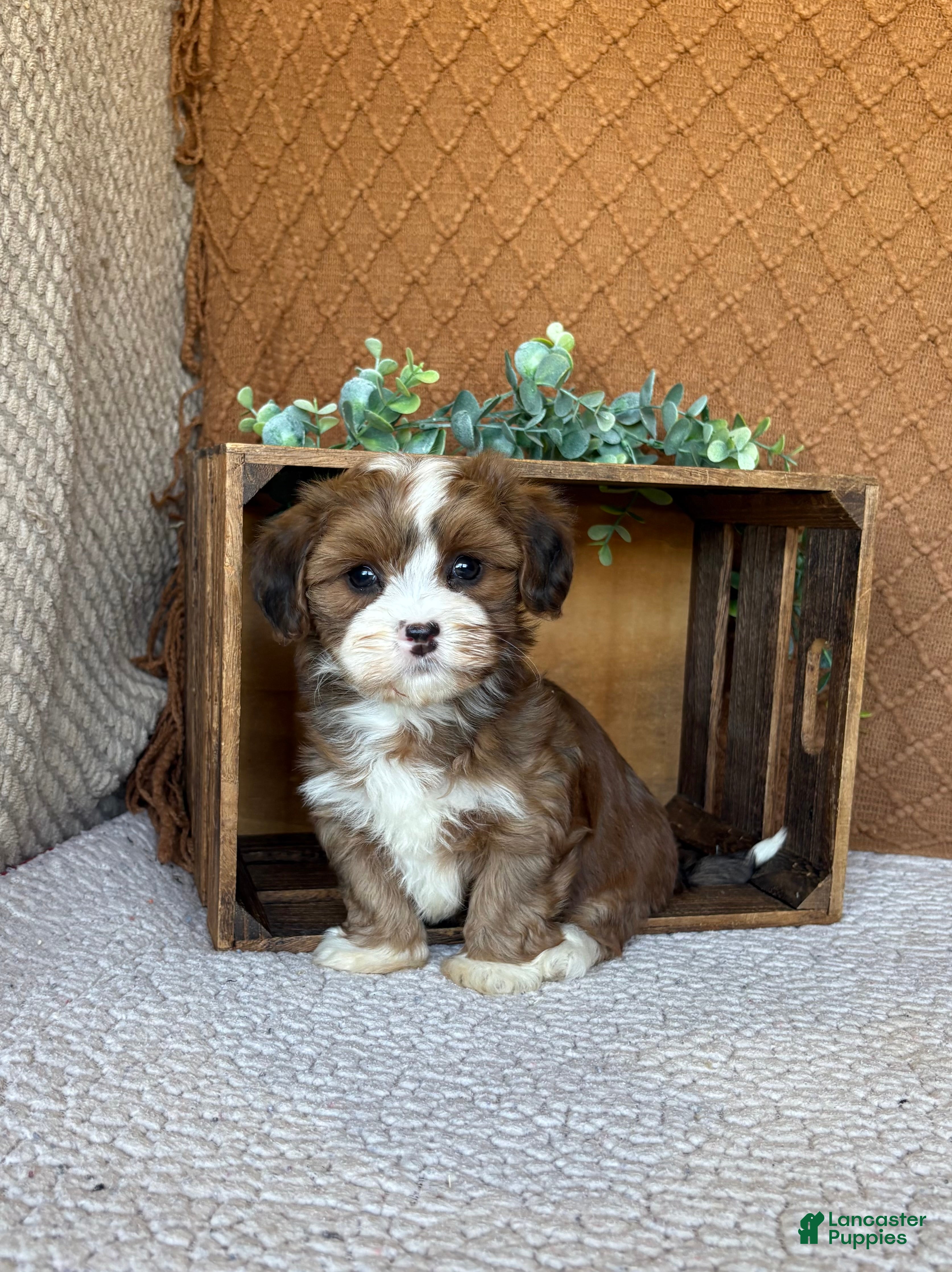 Havanese dogs Ellie  - Ad 1