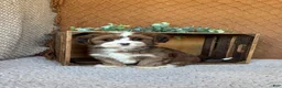 Havanese dogs for sale: Ellie  - Ad 1