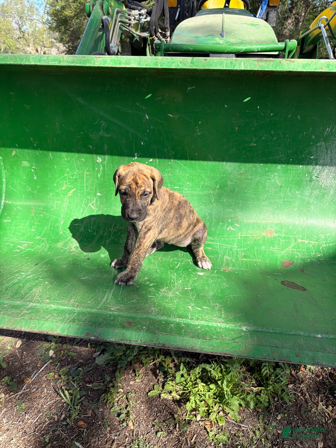 Great Dane dogs for sale: Merle - Ad 1