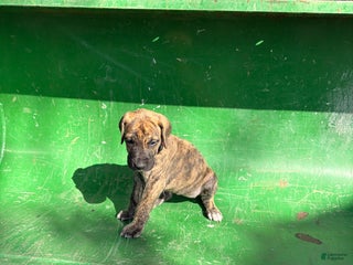 Great Dane dogs Merle - Ad 15