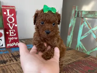 Toy Poodle dogs Akc Bred Color Red Green Bow - Ad 17
