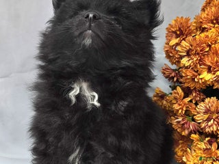 Pomapoo dogs - Ad 31