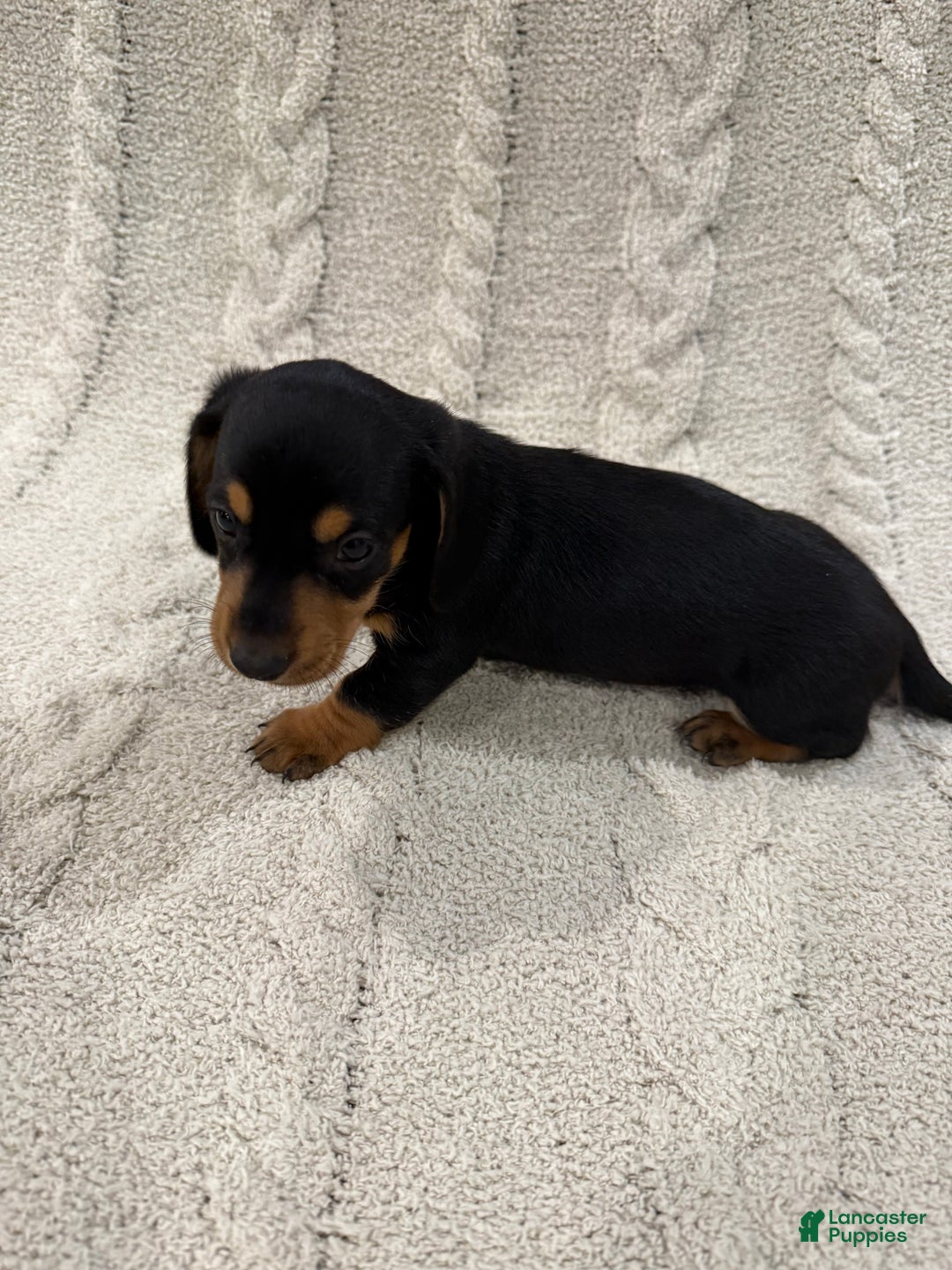 Dachshund dogs for sale: Dachshund Puppy 1 - Ad 4
