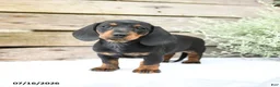Miniature Dachshund dogs for sale: Daffodil - Ad 3