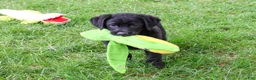 Labrador Retriever dogs for sale: Mowgli - Ad 3