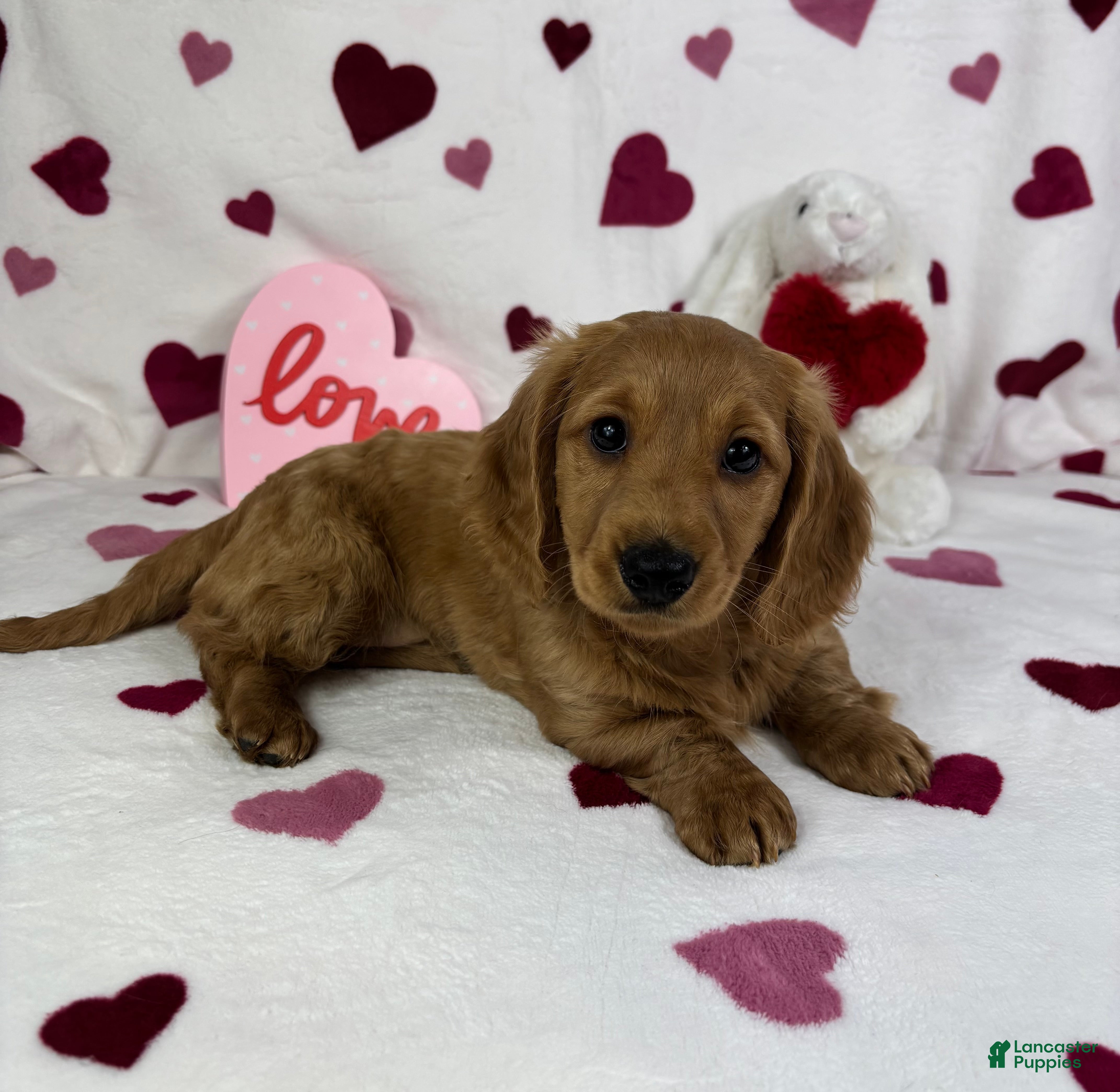 Miniature Dachshund dogs Delilah  - Ad 16