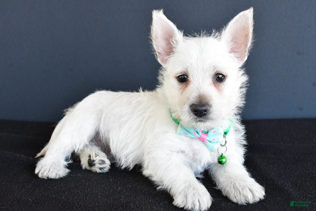 West Highland Terrier dogs for sale: Gabe - Ad 2