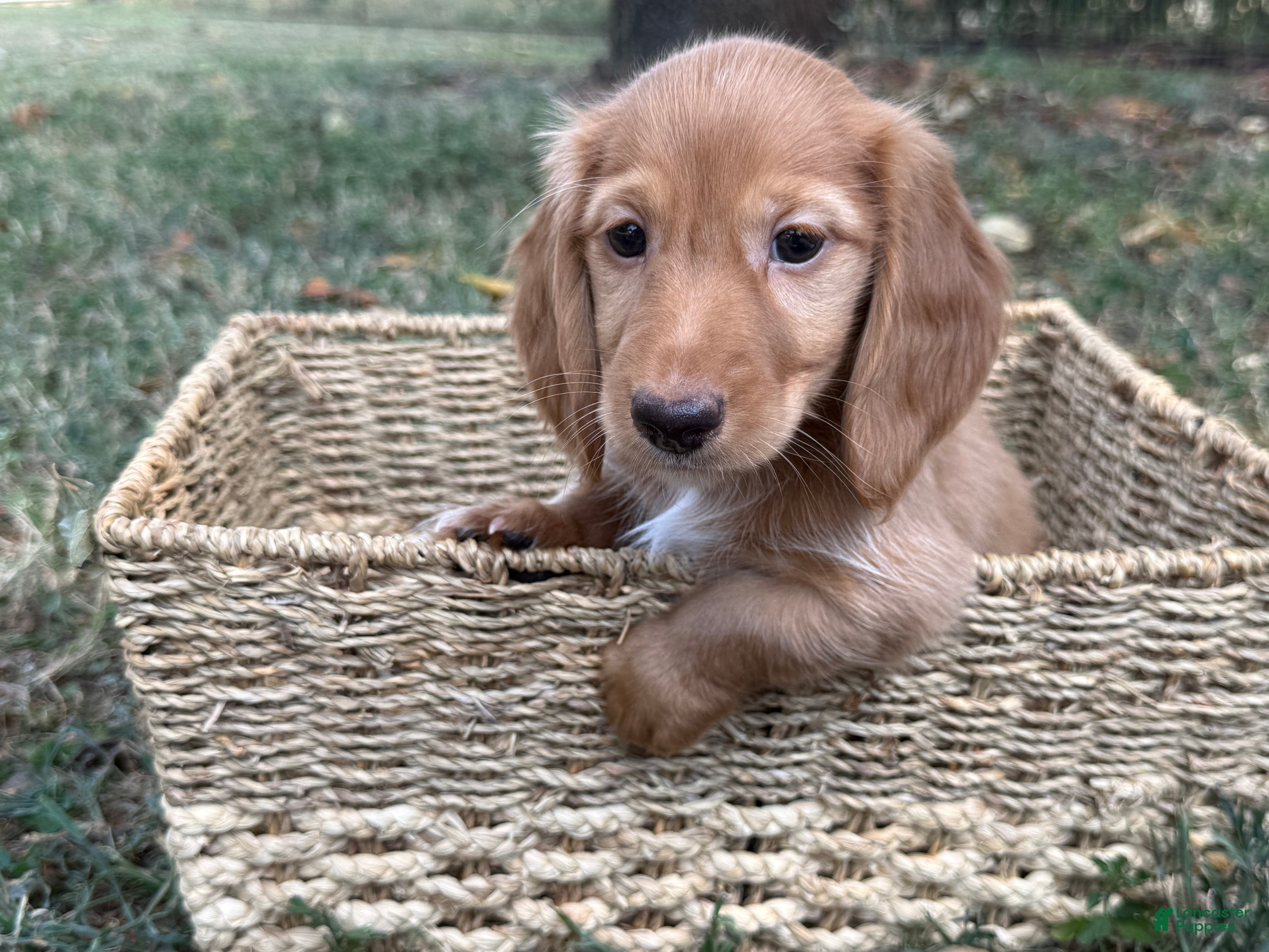Miniature Dachshund dogs Dark cream  - Ad 4