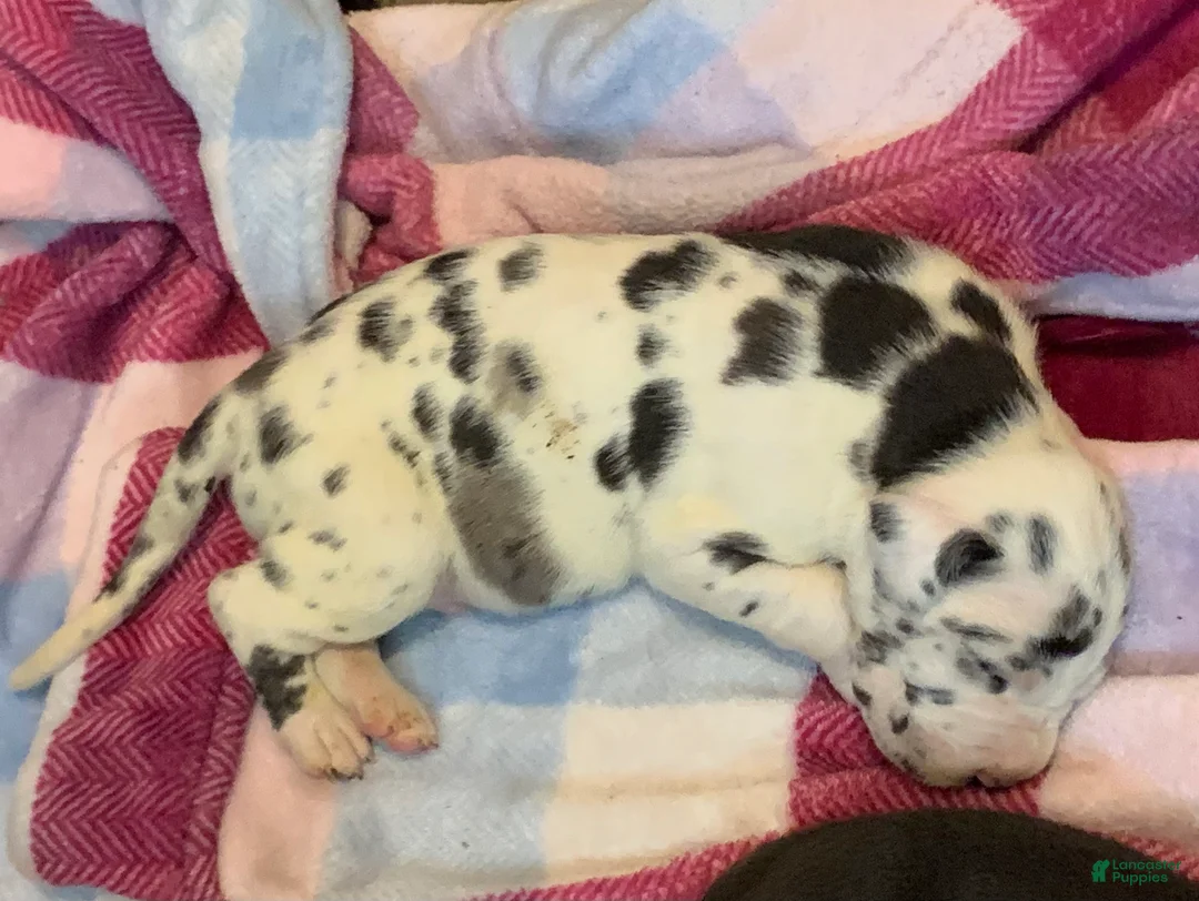 Great Dane dogs for sale: Lucky  - Ad 2