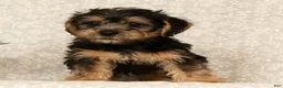 Yochon dogs for sale: Kevin - Ad 7