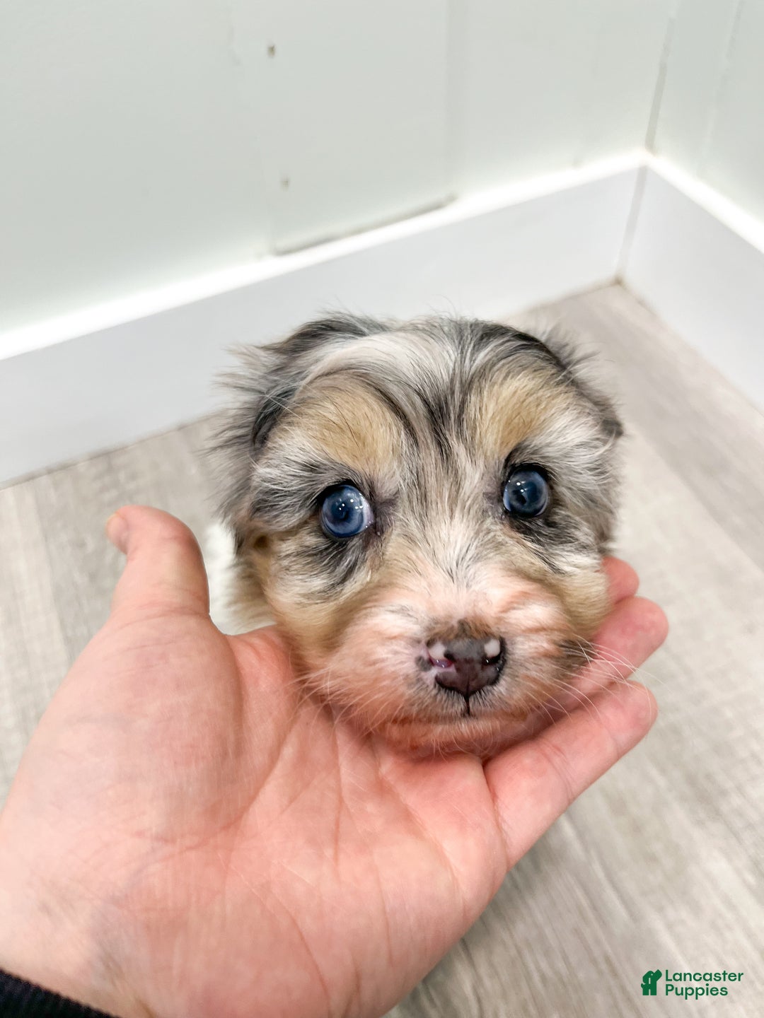 Aussiedoodle dogs for sale: Hazel - Ad 6