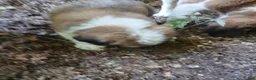 Saint Bernard dogs for sale: Saint Bernard 3 BOY - Ad 3