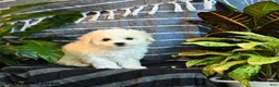 Bichon Frise dogs for sale: Marshmallow - Ad 4