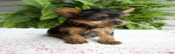 Yorkshire Terrier dogs for sale: Tammy - Ad 5