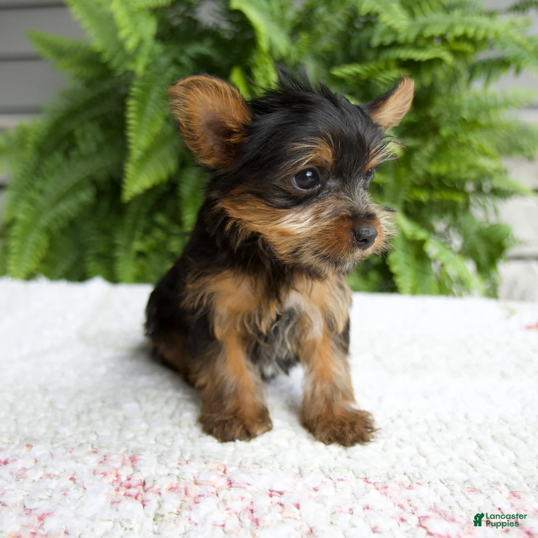 Yorkshire Terrier dogs for sale: Tammy - Ad 5