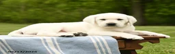 Labrador Retriever dogs for sale: Shasta - Ad 3