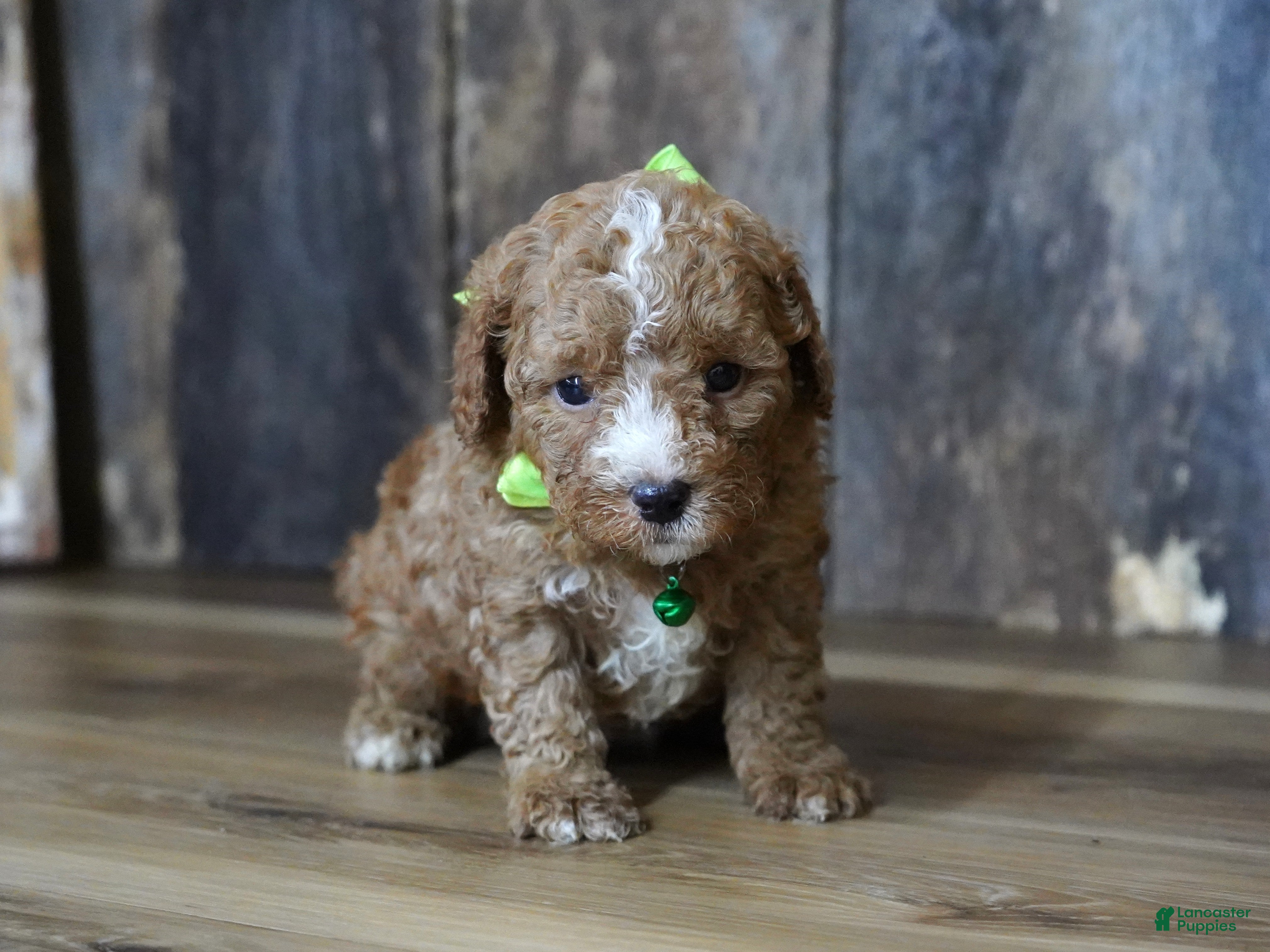 Cavapoo dogs Max - Ad 19