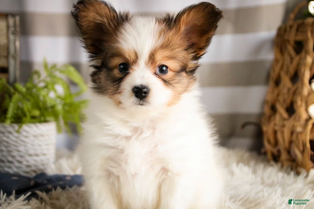 Papillon dogs for sale: Gus - Ad 1