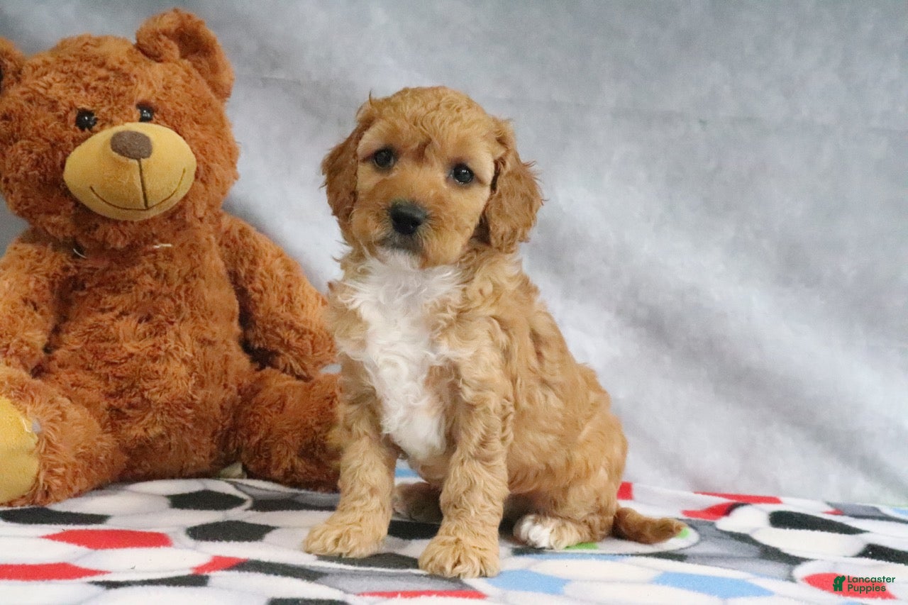 Mini Goldendoodle dogs Adora - Ad 1