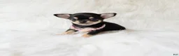 Chihuahua dogs for sale: Tiny Sasha - Ad 5