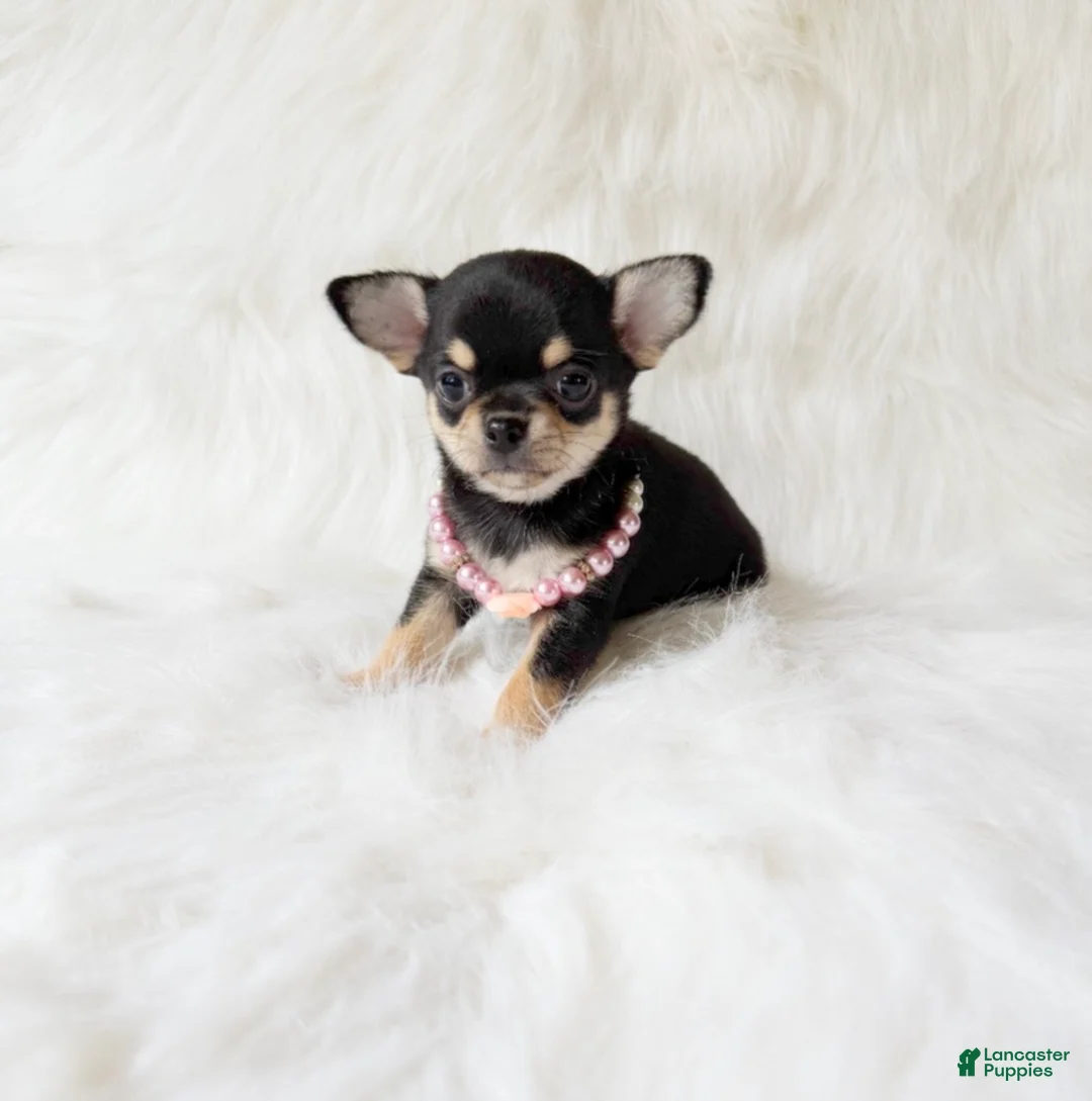 Chihuahua dogs for sale: Tiny Sasha - Ad 5