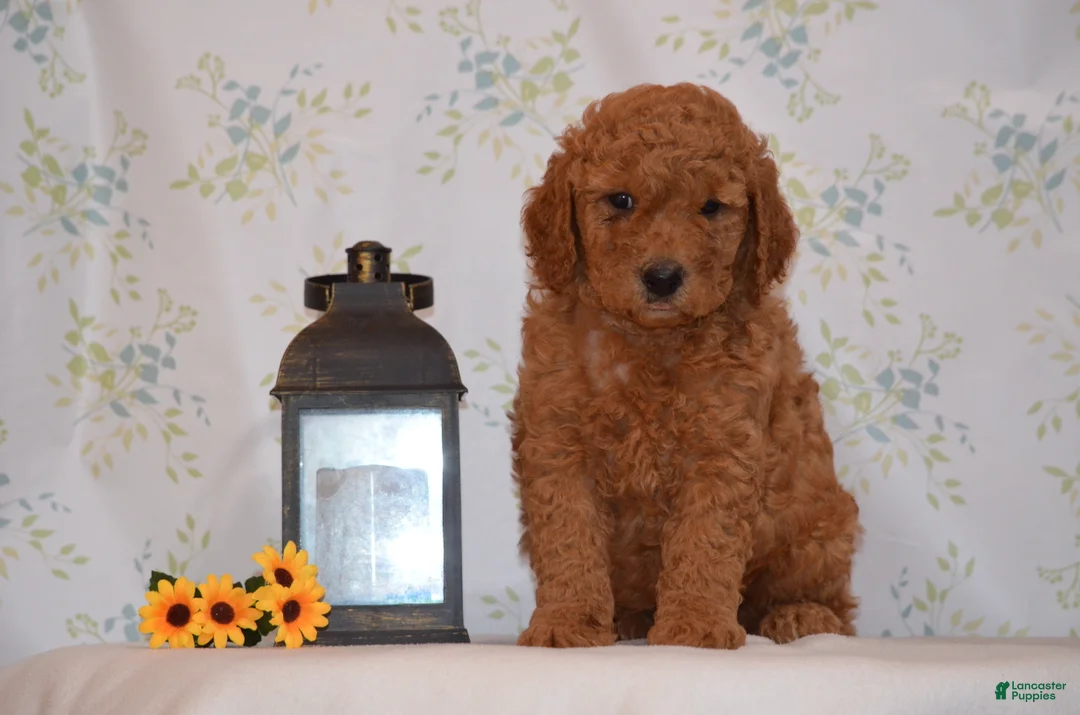 Mini Goldendoodle dogs for sale: Andy  - Ad 2