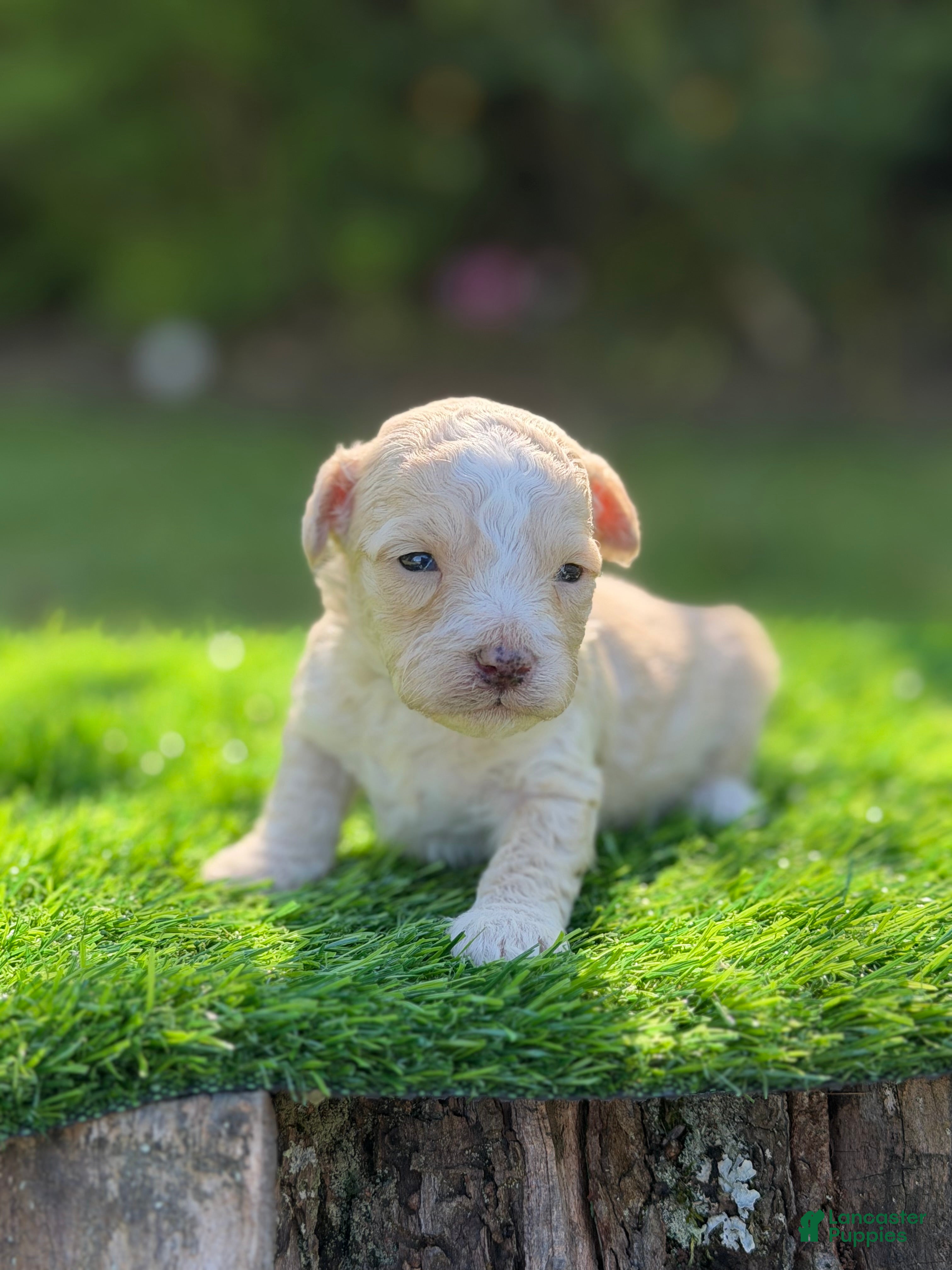 Maltipoo dogs jasper - Ad 1