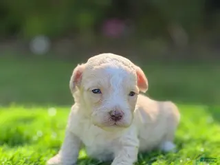 Maltipoo dogs jasper - Ad 1