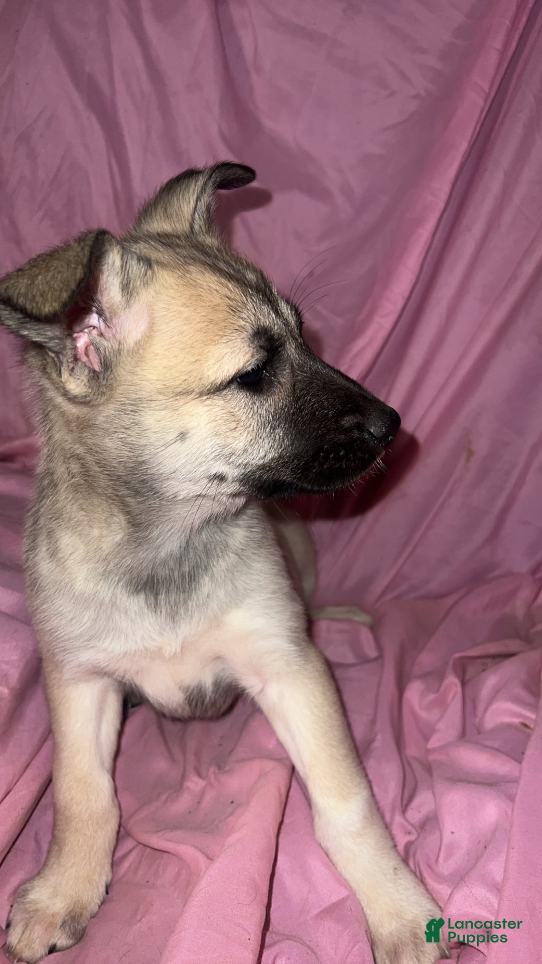 Mixed Breed dogs for sale: Girl1 - Ad 6